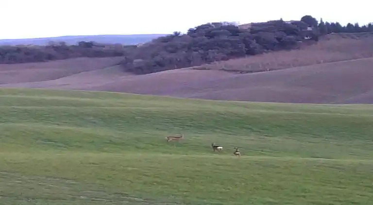 Gårdhus i Castelnuovo Berardenga