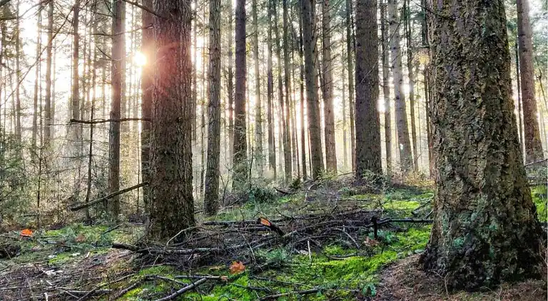 Bungalow in Dwingeloo