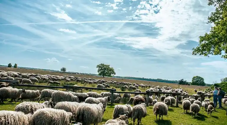 Bungalow i Dwingeloo