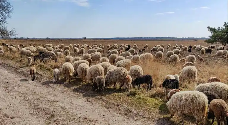 Bungalow i Dwingeloo