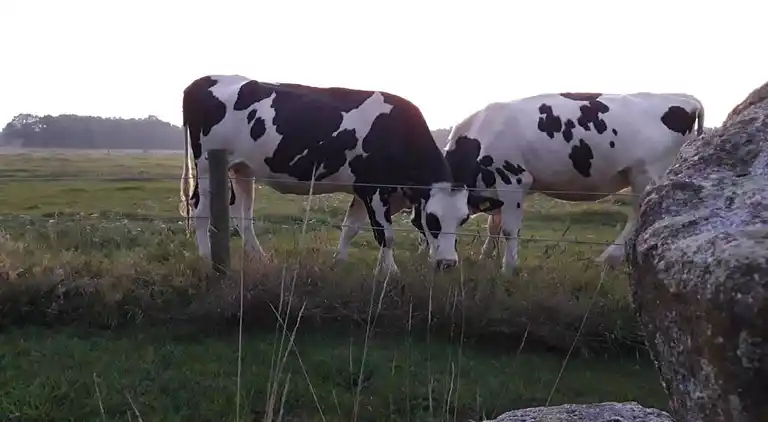 Bungalow i Dwingeloo