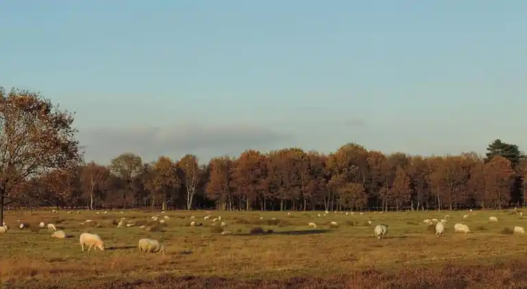 Bungalow i Dwingeloo