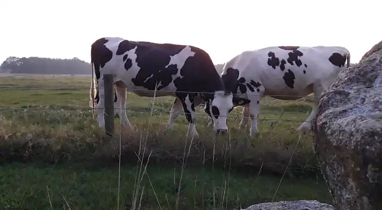 Bungalow in Dwingeloo