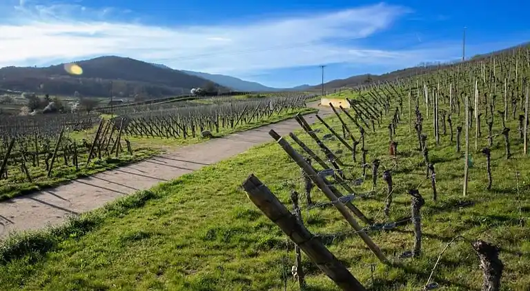 Apartment in Bergheim