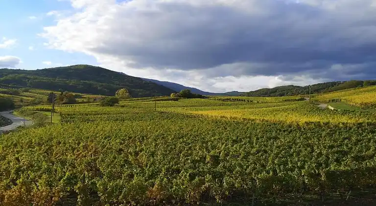 Apartment in Bergheim
