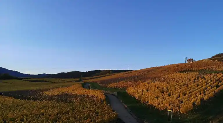 Apartment in Bergheim