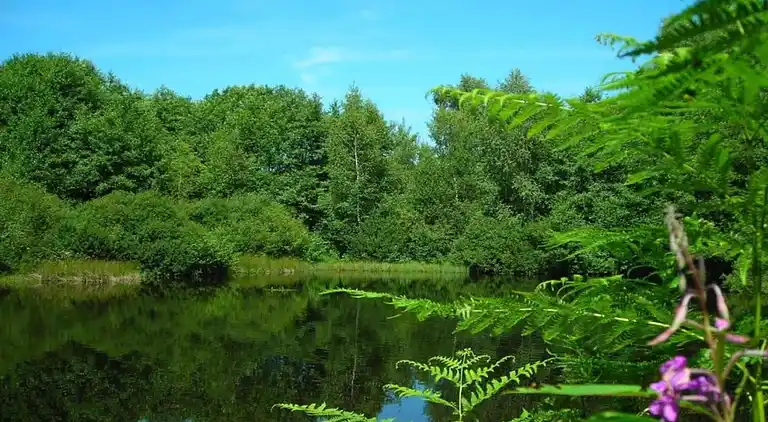 Holiday home in Faucogney-et-la-Mer