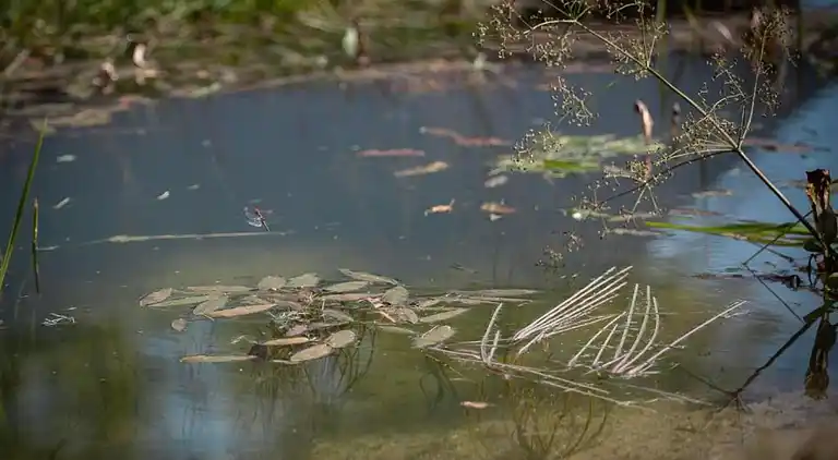 Sommerhus i Vencimont
