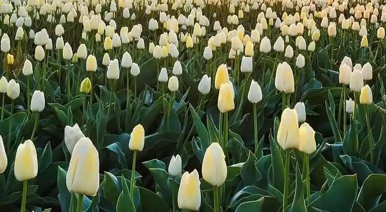 Ferielejlighed i Scheveningen