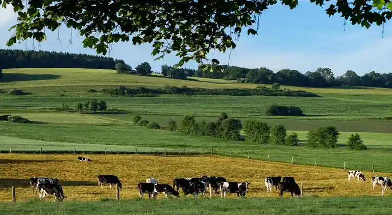 Ferielejlighed i Dingdorf