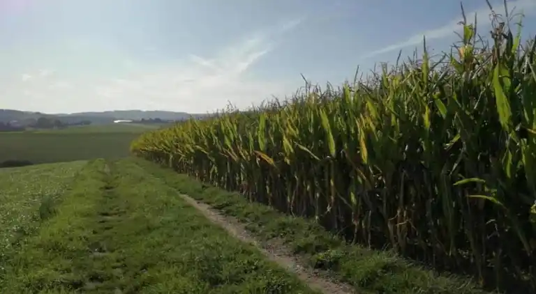 Sommerhus i Altenfeld