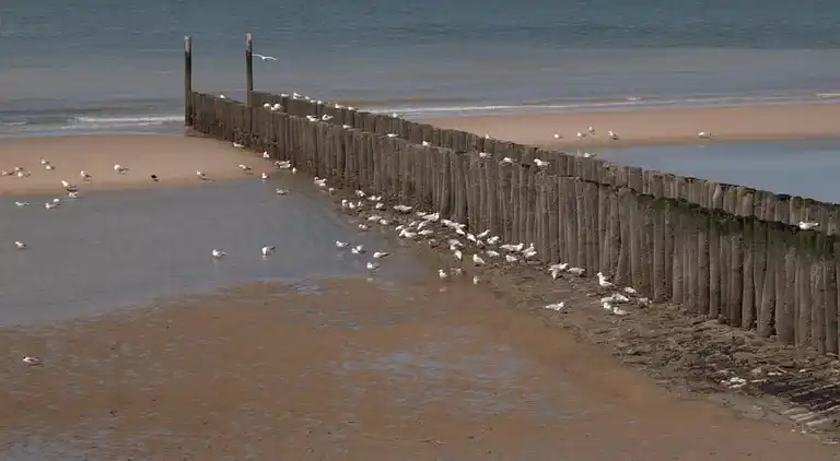 Ferienhaus in Zuidzande