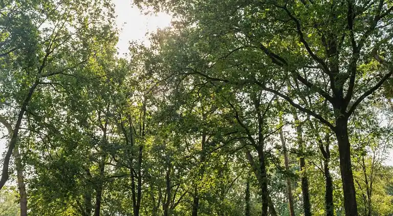 Bungalow in Hoenderloo