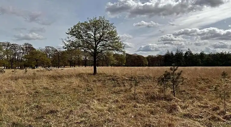 Bungalow i Hoenderloo