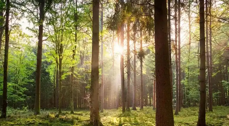 Bungalow in Hoenderloo