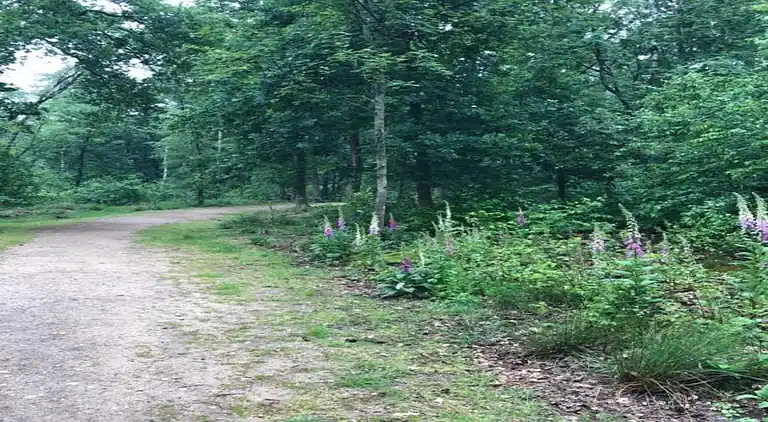 Sommerhus i Hoenderloo