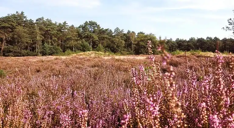 Ferienhaus in Hengelo