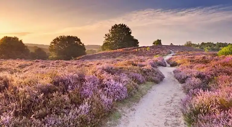 Sommerhus i Hoenderloo