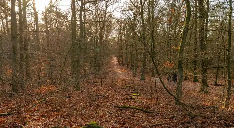 Sommerhus i Hoenderloo