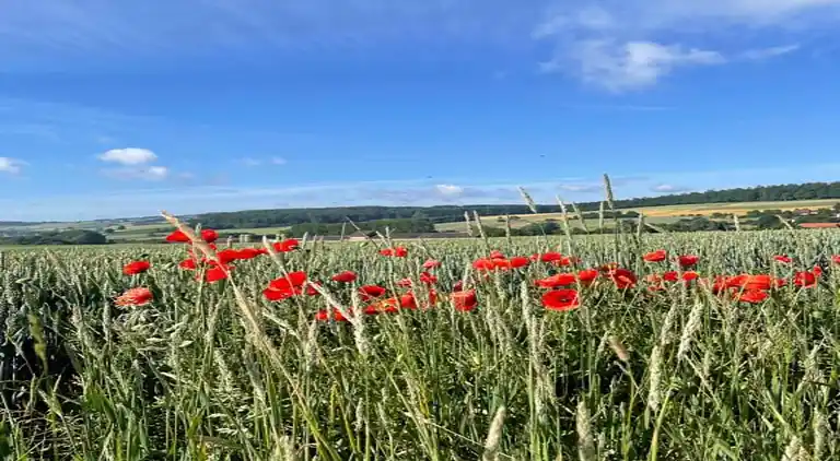 Sommerhus i Eschershausen