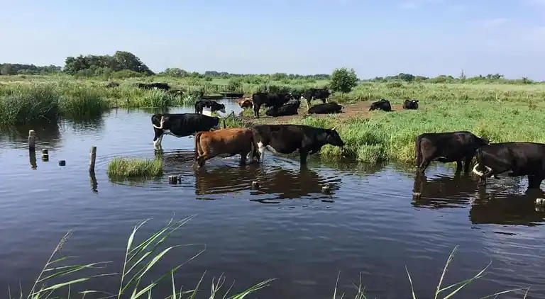 Villa in Wanneperveen