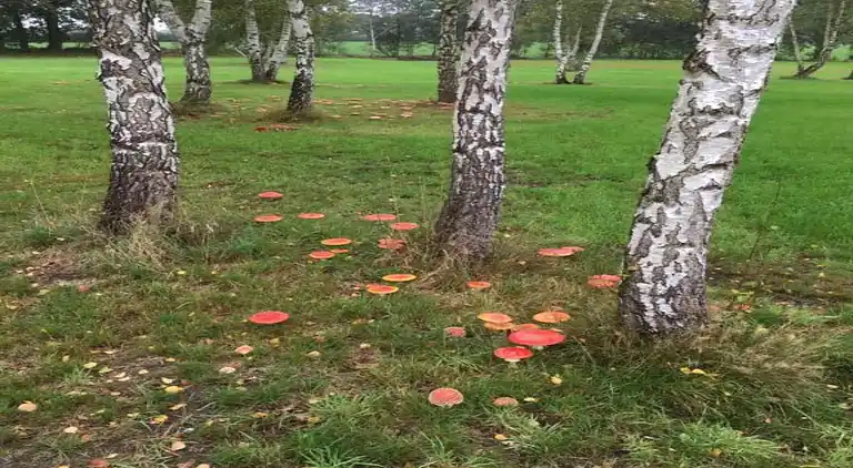 Vakantiehuis in Ruinerwold