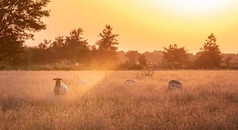 Vakantiehuis in Ruinerwold
