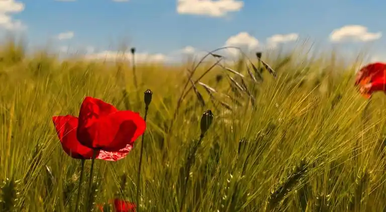 Ferielejlighed i Bermatingen