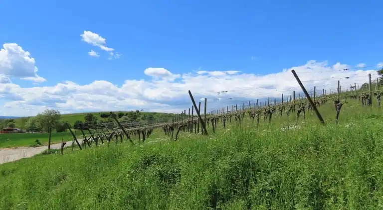 Ferielejlighed i Bermatingen