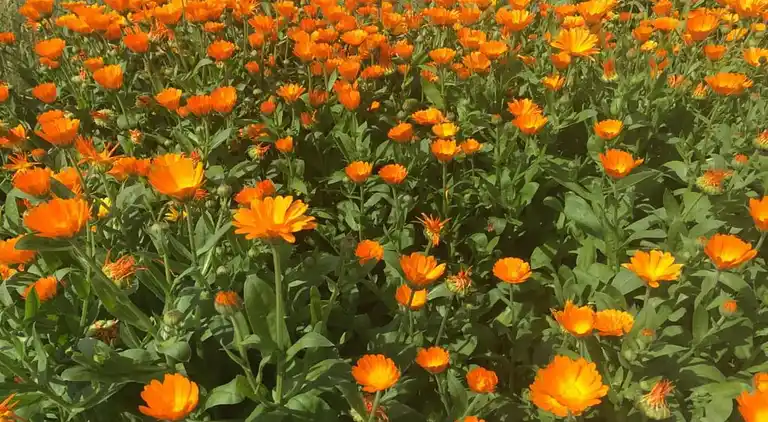 Sommerhus i Erlauzwiesel