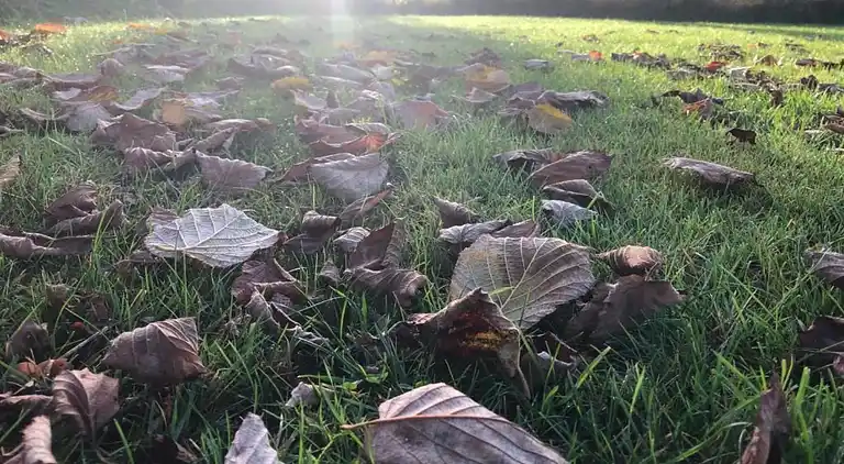 Sommerhus i Erlauzwiesel