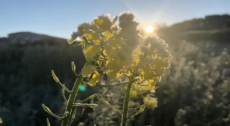 Sommerhus i Erlauzwiesel