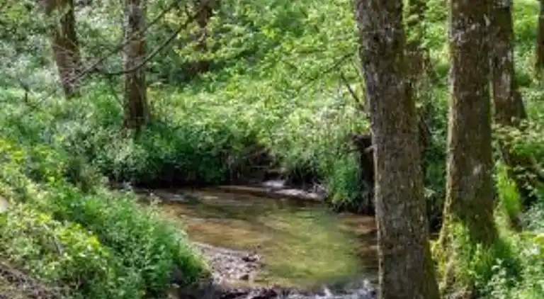 Sommerhus i Erlauzwiesel