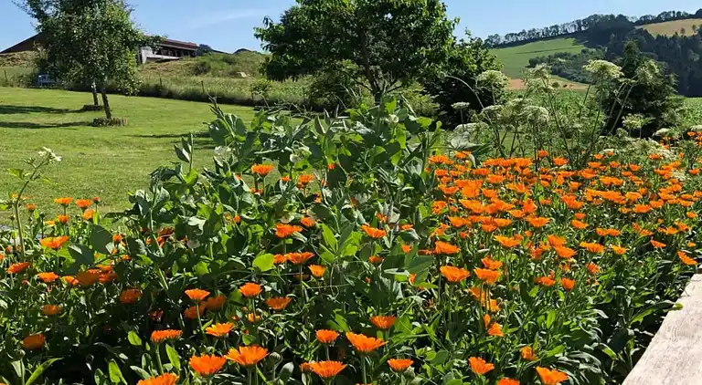 Sommerhus i Erlauzwiesel
