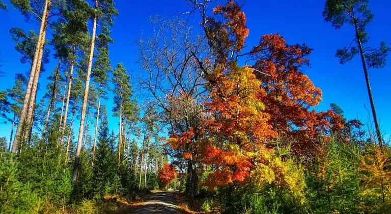 Ferielejlighed i Frauenwald