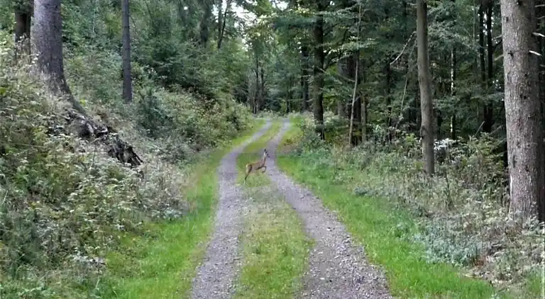 Ferielejlighed i Frauenwald