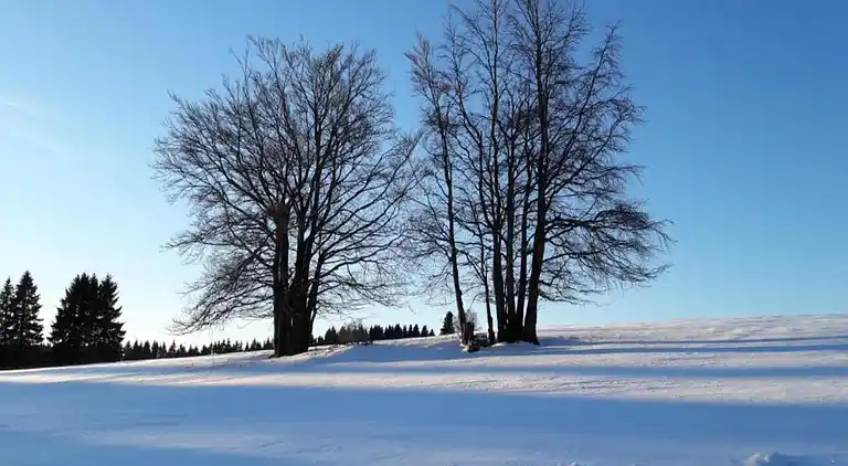 Ferielejlighed i Frauenwald