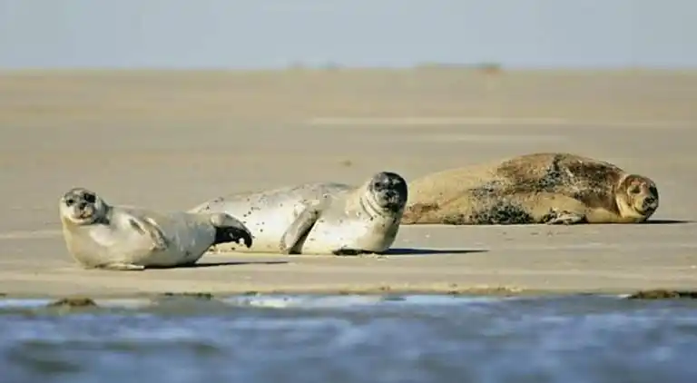 Sommerhus i Le Crotoy