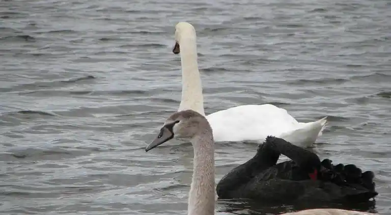 Sommerhus i Le Crotoy