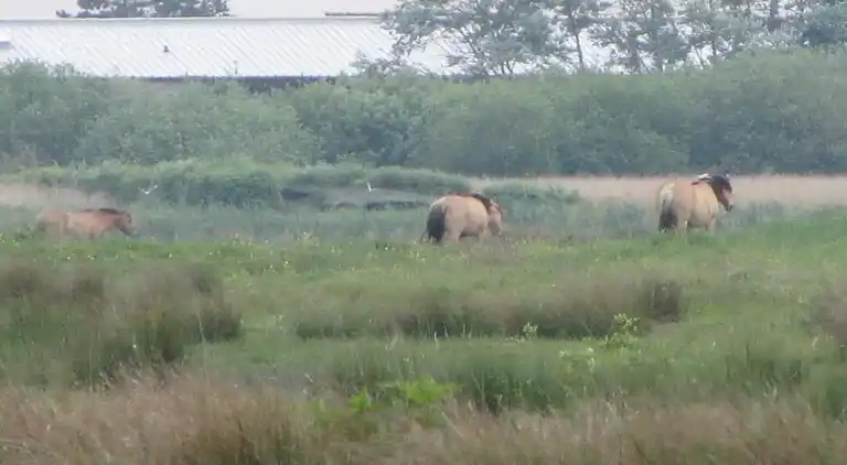 Sommerhus i Le Crotoy