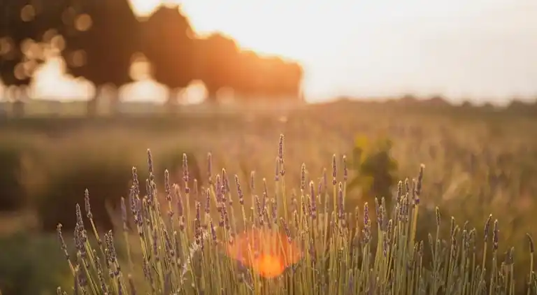Ferielejlighed i Carpaneto Piacentino