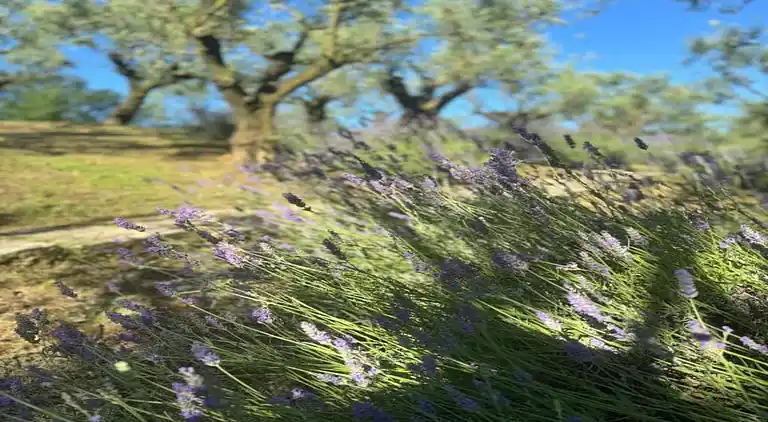 Ferielejlighed i Carpaneto Piacentino