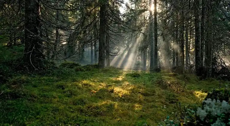 Sommerhus i Letafors