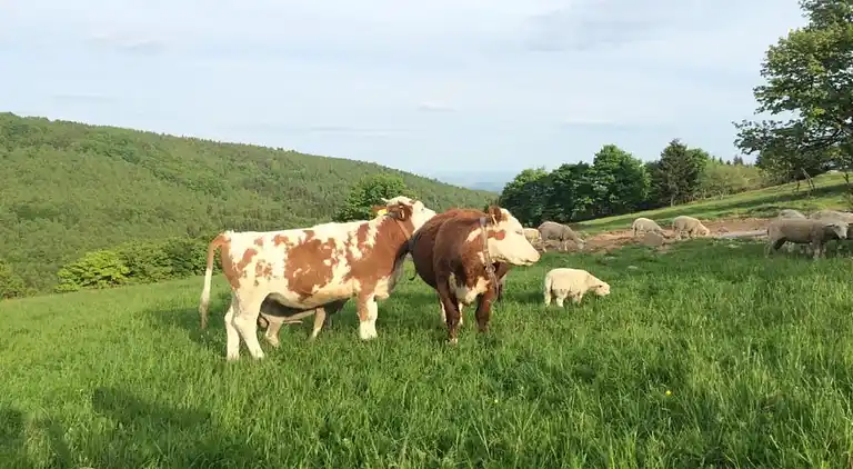 Sommerhus i Mezihoří
