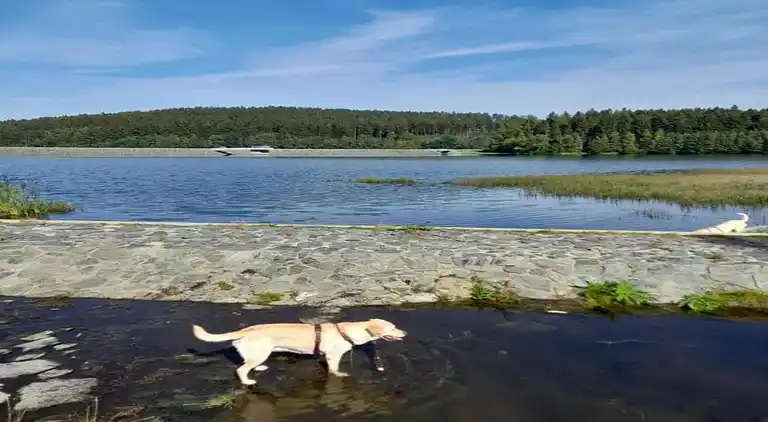 Sommerhus i Falkenstein