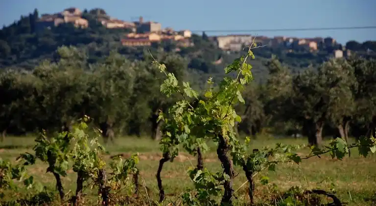 Feriebolig i Donoratico