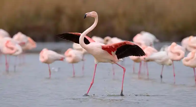 Ferielejlighed i Le Grau-du-Roi