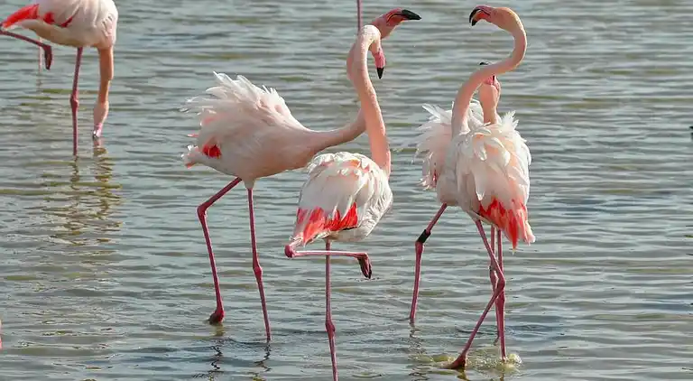 Sommerhus i Occitanie