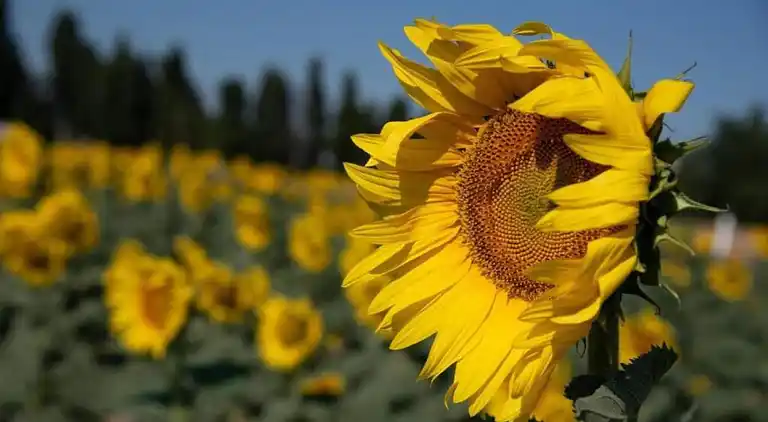 Sommerhus i Occitanie