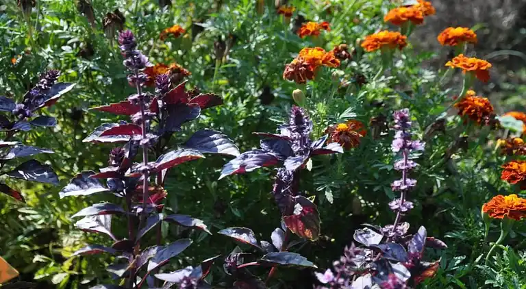 Maison de vacances en Provence